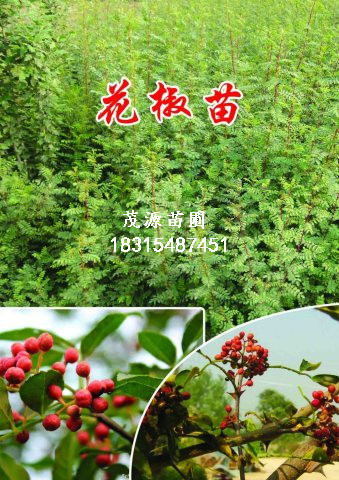 江西大紅袍花椒苗價格/泰安茂源園藝場