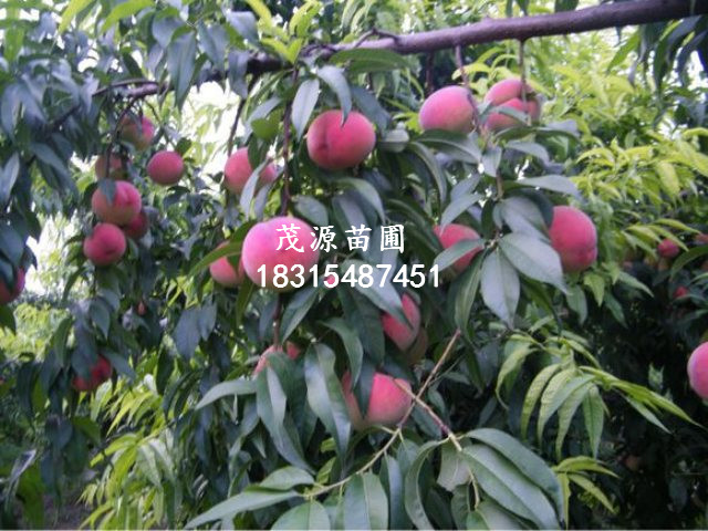 云南晚熟桃樹苗品種/泰安茂源園藝場