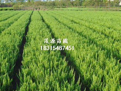 江西側(cè)柏苗報(bào)價(jià)/茂源園藝場(chǎng)