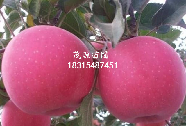 法桐苗特點/泰安茂源園藝場