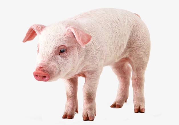 豬飼料添加劑有哪些/哪種豬飼料添加劑好/嘉祥科恩飼料添加劑不錯！