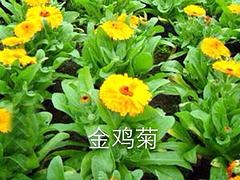 濰坊{yl}的草花——草花種植基地