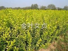 弘達園藝設備提供專業的草花——月季批發