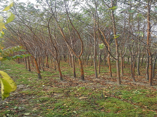 梓树价格——有实力的乔木种植基地倾情推荐