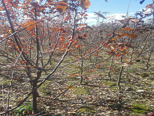 供應遼寧無病蟲害的紅豆杉：東北紅豆杉樹苗批發