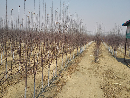 辽宁红豆杉树苗种植基地：供应辽宁销量好的红豆杉