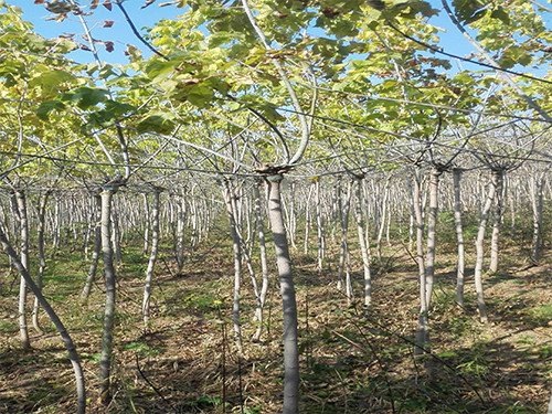 金葉復(fù)葉槭報(bào)價(jià)_想要銷量好的紅豆杉就來開原市耐寒綠化苗木