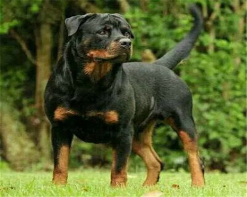 羅威納犬多少？【山東誠信犬舍】價格實惠等您來電