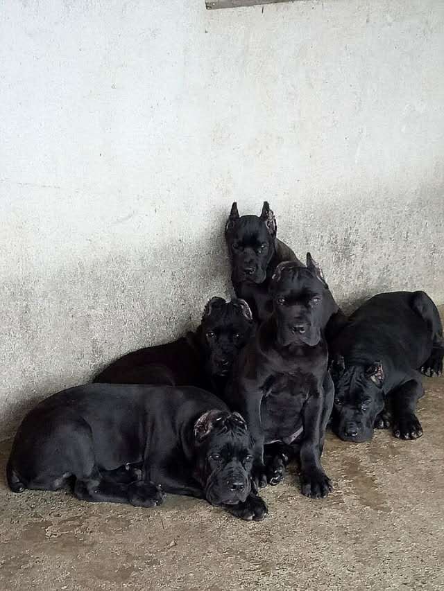 卡斯罗幼犬出售 哪里有卖卡斯罗小狗的