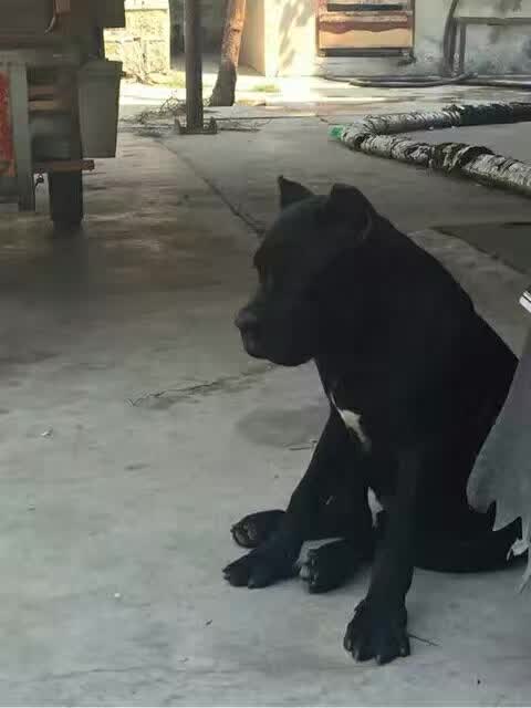 比特犬出售 比特幼犬熱賣中