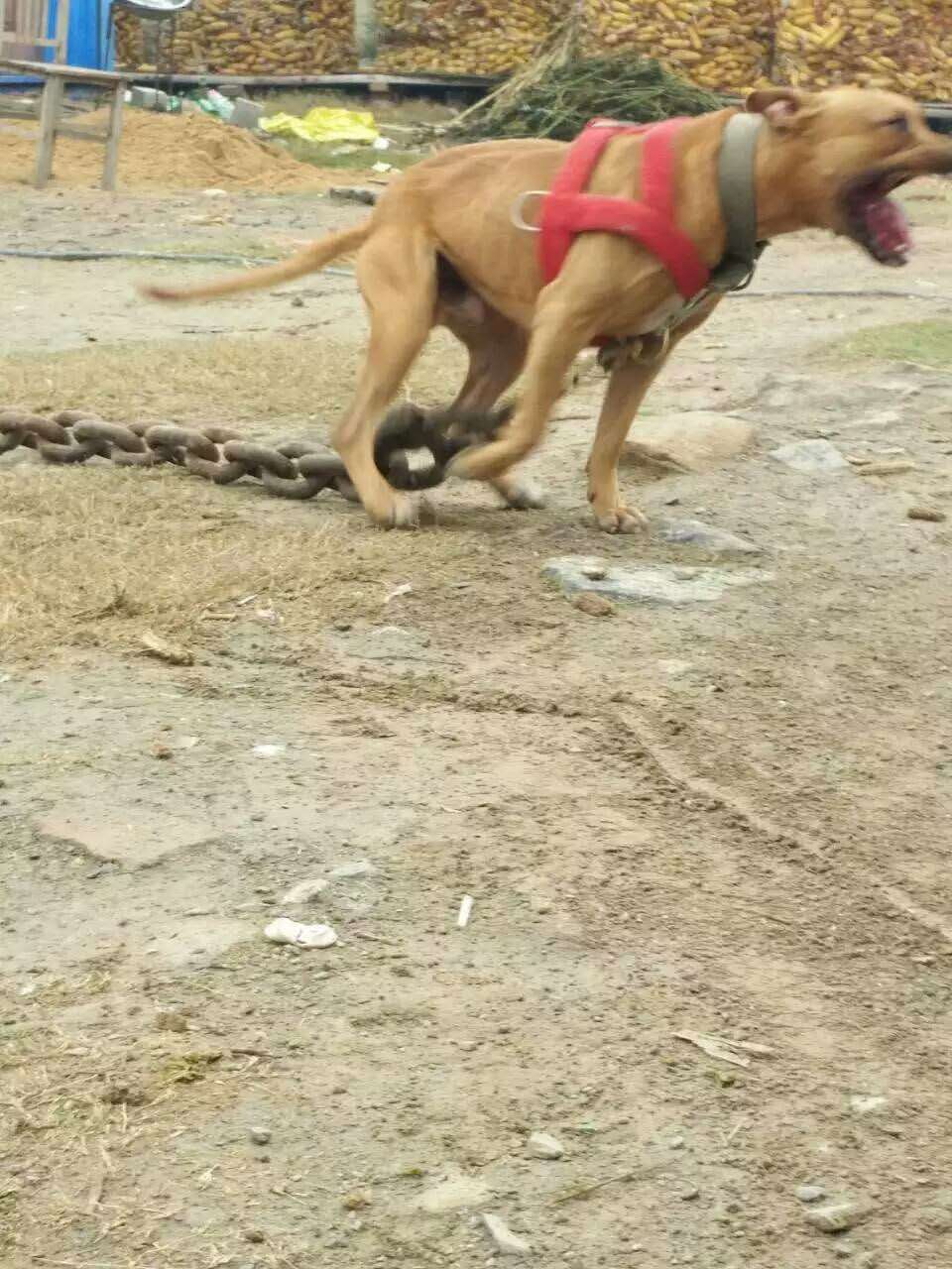 比特犬出售 比特幼犬热卖中