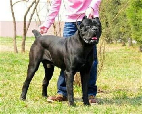 純種卡斯羅 卡斯羅犬養殖場