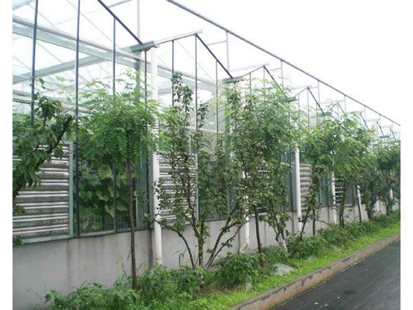 山東花卉溫室建設(shè)【花卉溫室建設(shè)價(jià)格】花卉溫室建設(shè)公司-壽綠農(nóng)業(yè)