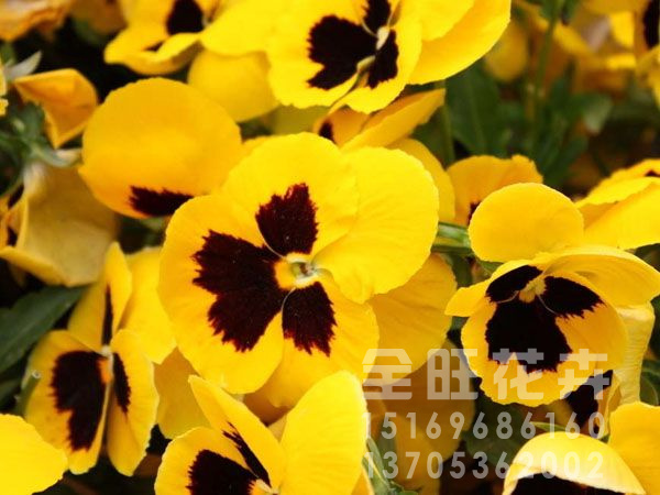 請問（花海用叢生祿考）哪里有賣的？全旺！全旺！全旺！