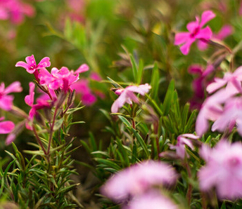 【花海用芝櫻--青州芝櫻價格--芝櫻批發價格】全旺花卉