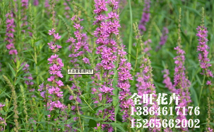 青州千屈菜【全旺】千屈菜批发价格【高大上】千屈菜种植基地