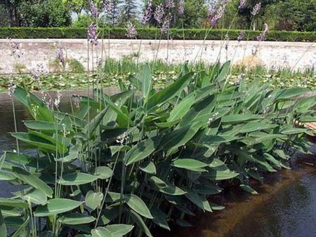 【好貨，你懂得】宿根花卉種植基地%宿根花卉批發基地