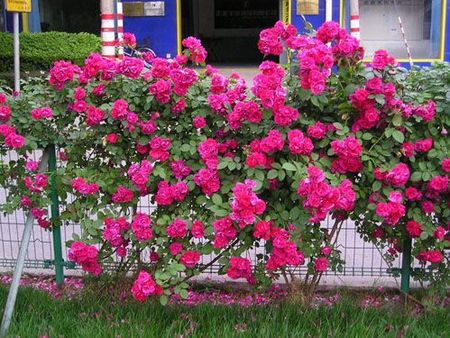 【好貨，你懂得】宿根花卉種植基地%宿根花卉批發基地