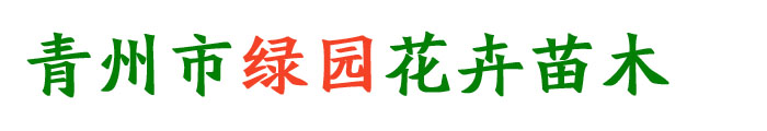 薰衣草小苗供應(yīng)商、薰衣草批發(fā)、薰衣草種植基地