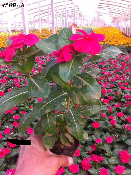 【找草花去哪里來青州找綠園花卉啦】/山東草花租擺供應/青州綠園花卉/青州好草花供應/草花基地批發