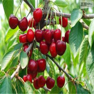 上海紅酒報(bào)關(guān)公司|紅酒進(jìn)口清關(guān)流程
