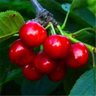 上海紅酒進口報關公司|紅酒標簽備案