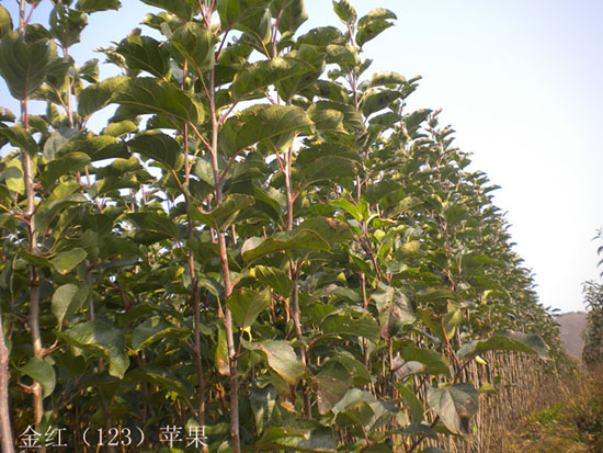 祝康蓝莓种植_专业红色之爱苹果苗供应商，供应红色之爱苹果苗