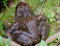 廣西石蛙批發(fā) 化州石蛙價格 茂名石蛙