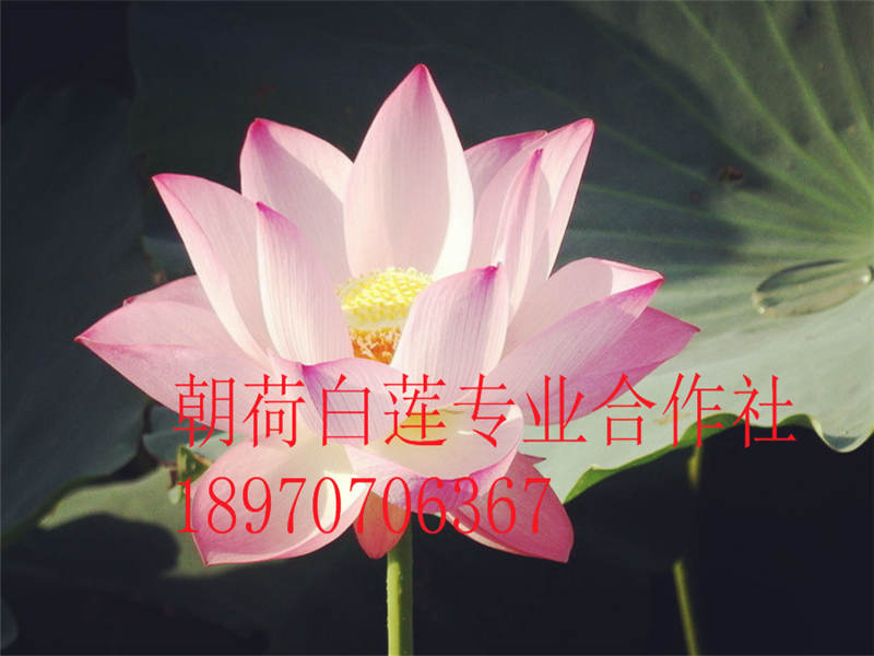 品質(zhì)優(yōu)良的水果蓮種苗，優(yōu)質(zhì)建選35號荷花種苗 專業(yè)供應(yīng)