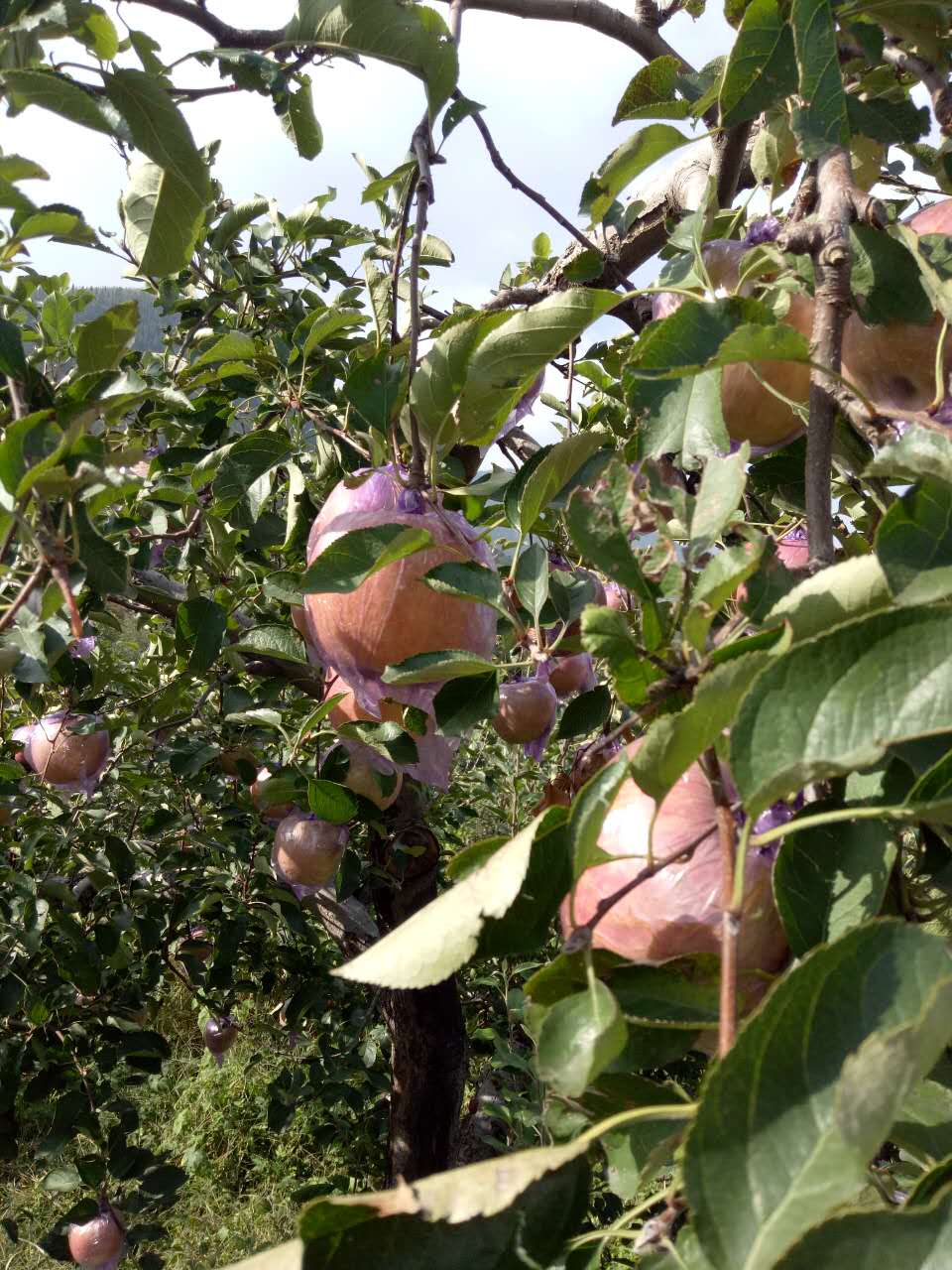 沂源蘋果【好吃又便宜的】蘋果來福地購買【超大】紅蘋果