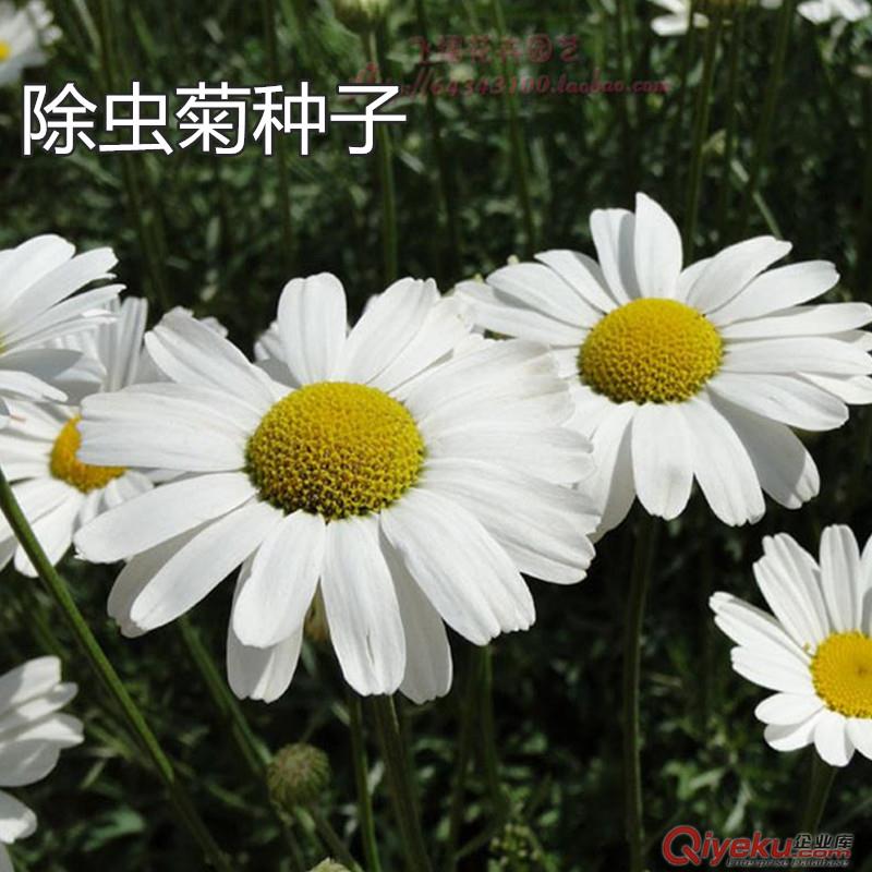 斤除蟲菊種子 價(jià)格便宜 13815737489