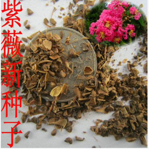 大量甩賣紫薇種子純度高發(fā)芽率高達99%紫薇樹種子原始圖片2