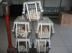 杭州航空運輸哪家好|哪里有提供杭州航空運輸