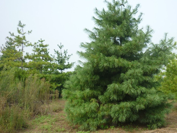 山东白皮松基地-白皮松种植