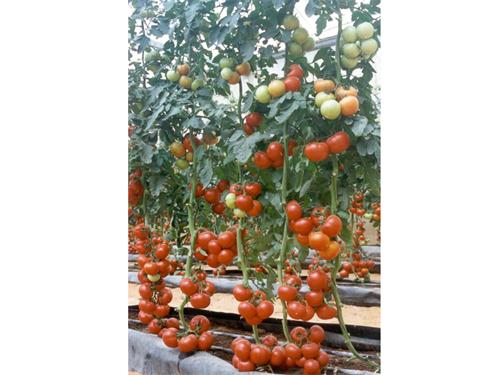 甜椒種子認準圣日蔬菜良，大紅西紅柿種子批發價格