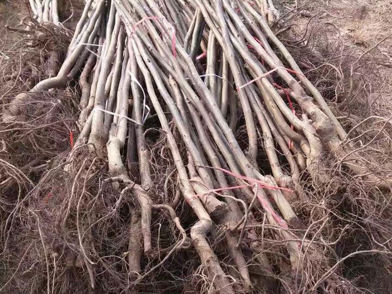 泰安清香核桃苗種植基地|山東清香核桃苗