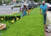 室內(nèi)綠化，廣州聲譽(yù)好的綠化養(yǎng)護(hù)