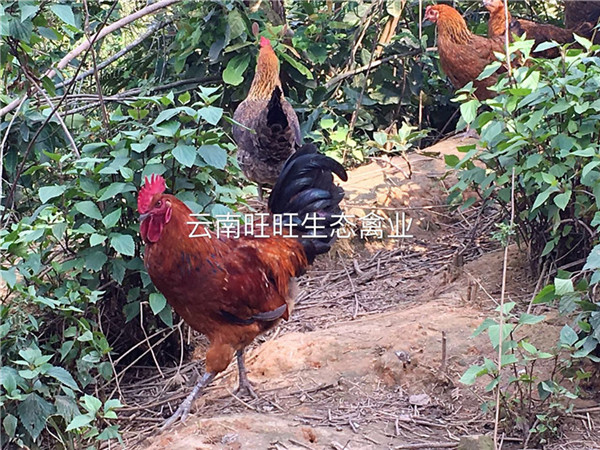 昆明價位合理的云南土雞·廠家直銷_紅河云南雞苗