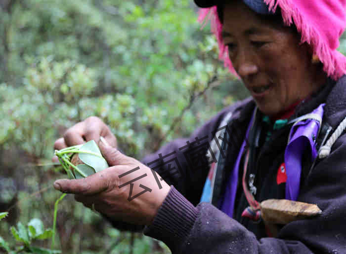 松茸,昆明松茸批發