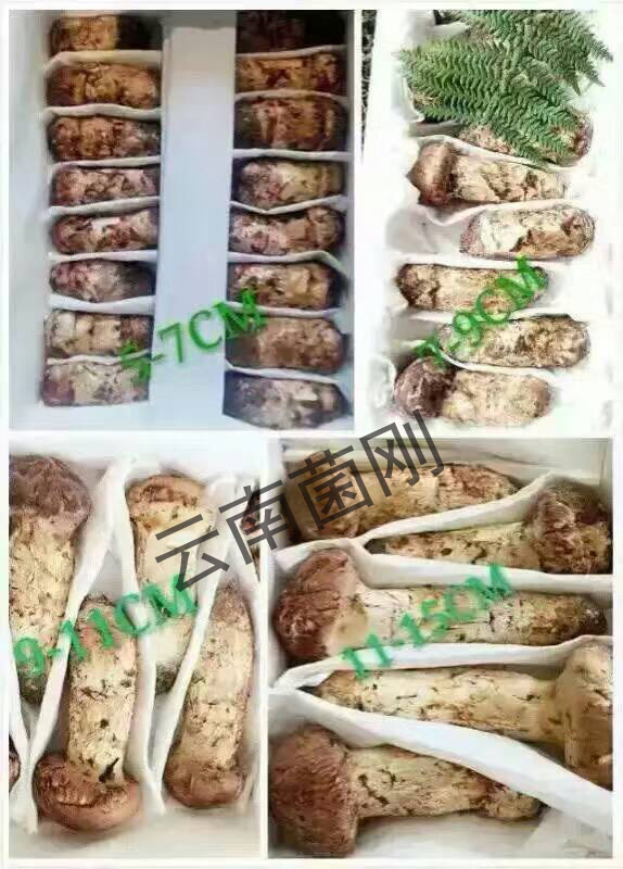 松茸,昆明松茸原始圖片2