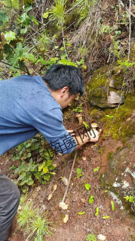 松茸,昆明松茸原始圖片3