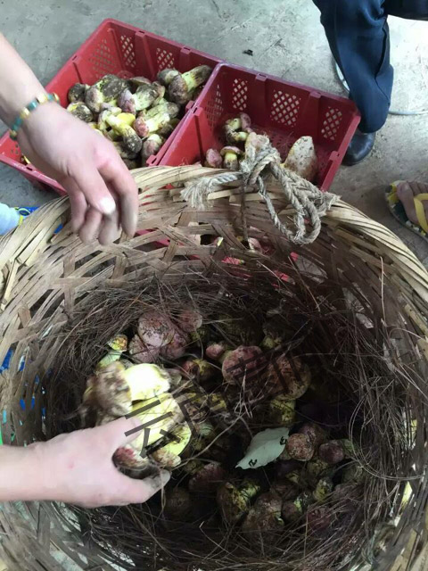 白怱,云南白怱原始圖片2