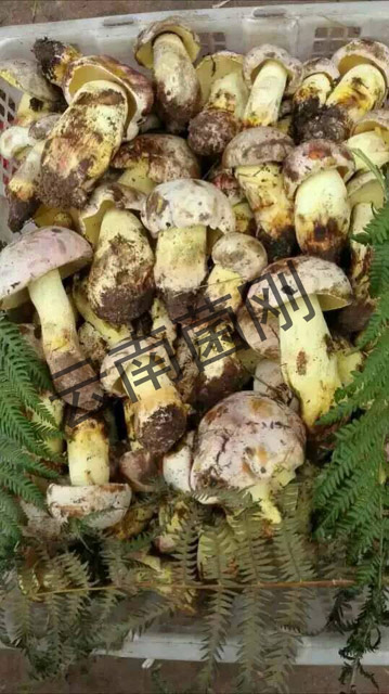 白怱,云南白怱原始圖片3