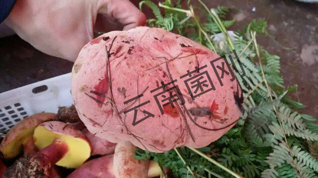 紅蔥,云南紅蔥
