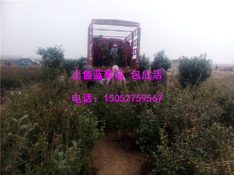 沈陽結果藍莓苗 哪里能買到實惠的藍莓苗