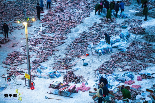 山西查干湖魚代理加盟_查干湖魚代理加盟