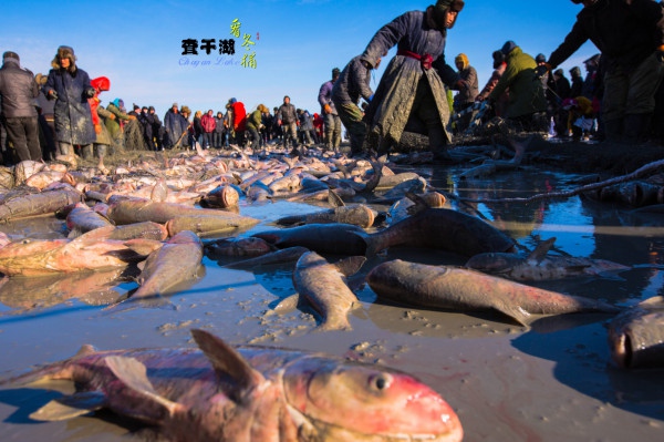 河北查干湖魚代理加盟