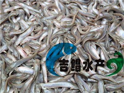 供應(yīng)（廣州魚(yú)苗場(chǎng)）澳洲寶石斑種苗，寶石鱸魚(yú)苗批發(fā)出生