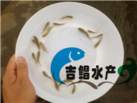 供應（廣州魚苗場）澳洲寶石斑種苗，寶石鱸魚苗批發出生