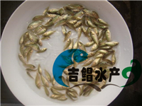 供應(yīng)（廣州魚(yú)苗場(chǎng)）澳洲寶石斑種苗，寶石鱸魚(yú)苗批發(fā)出生